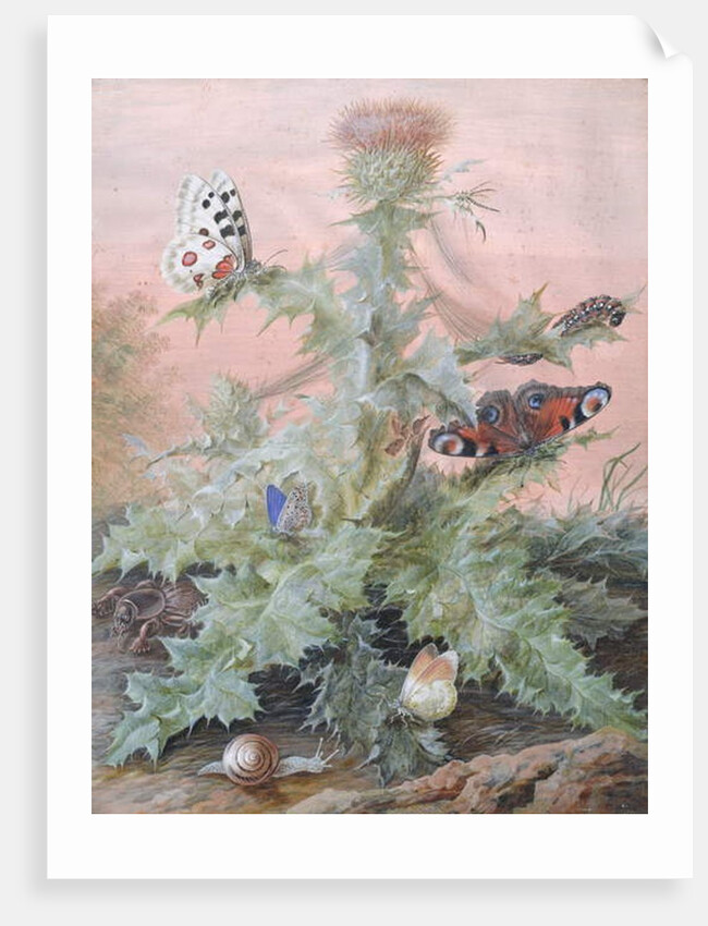 Insects Around a Thistle, 1700 by Margaretha Barbara Dietzsch