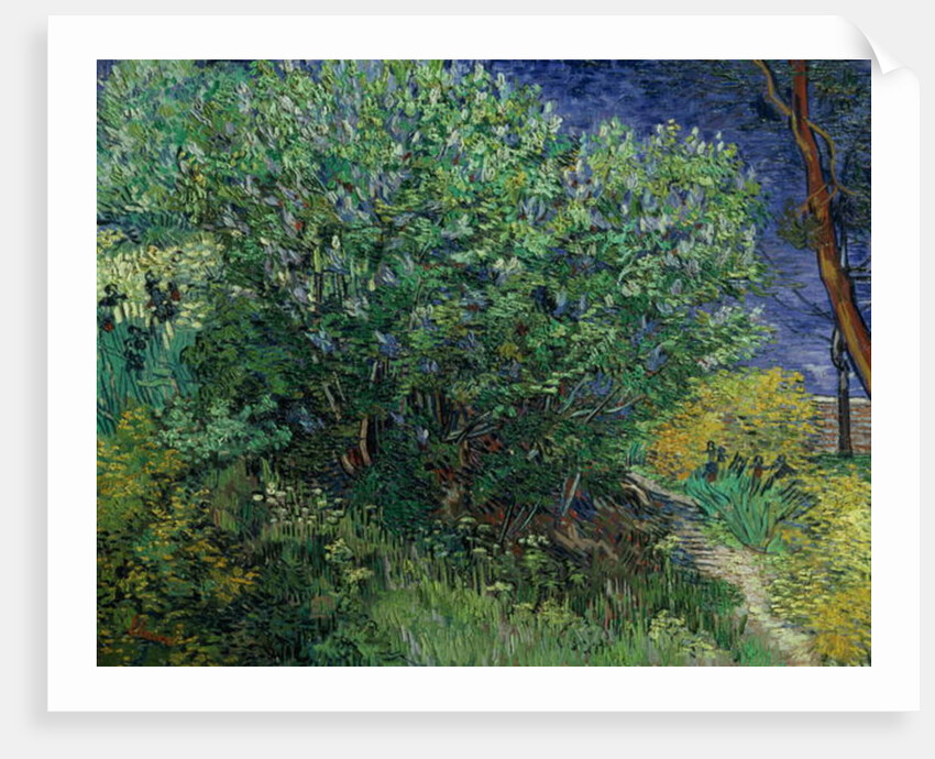 Lilac Bush, 1889 by Vincent van Gogh