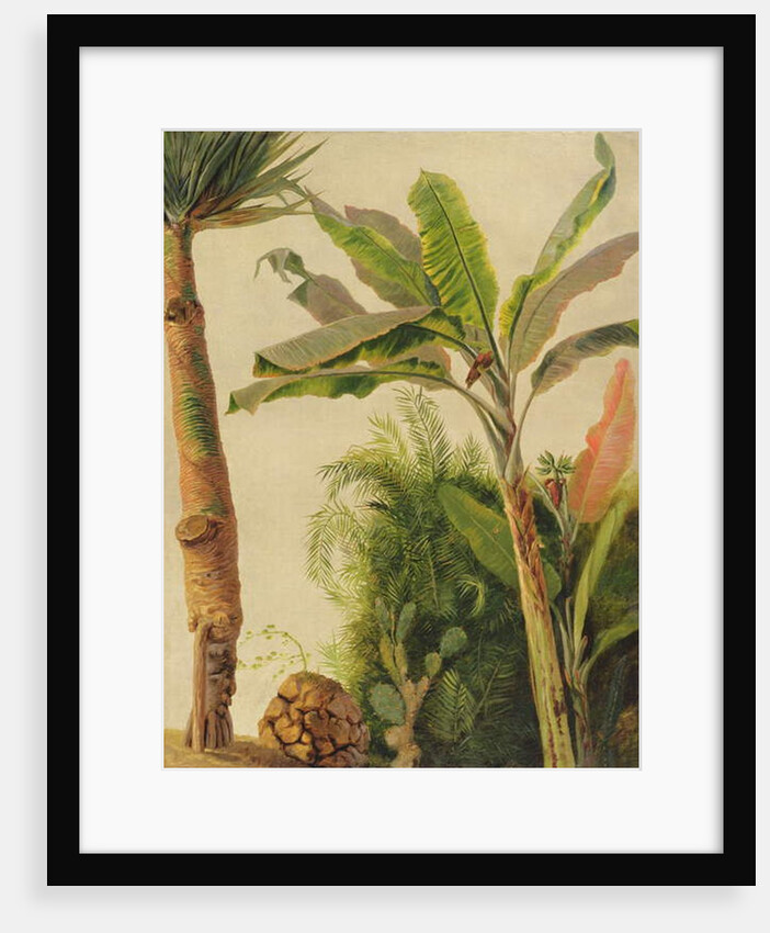 Banana Tree, c.1865 by Frederic Edwin Church