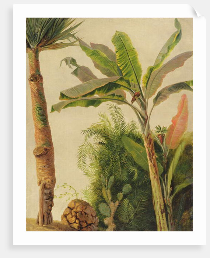 Banana Tree, c.1865 by Frederic Edwin Church