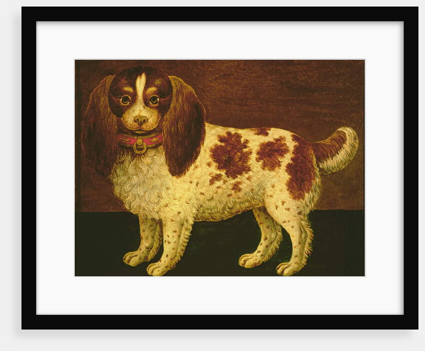 A Spaniel by English School