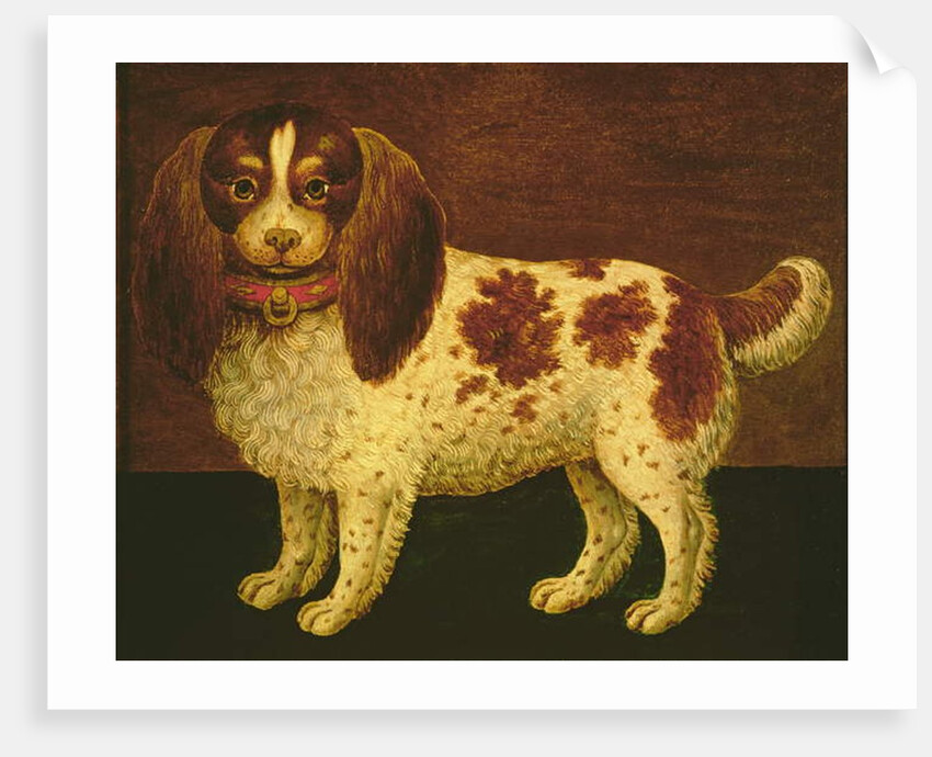 A Spaniel by English School