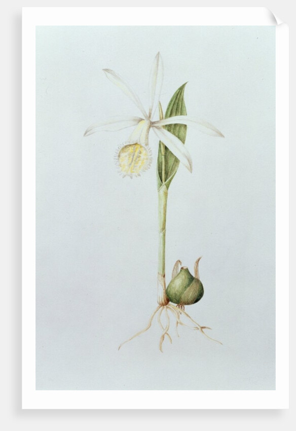 Pleione Formosana Alba by Mary Kenyon-Slaney