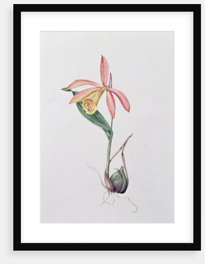 Pleione Zeus Wildstein by Mary Kenyon-Slaney