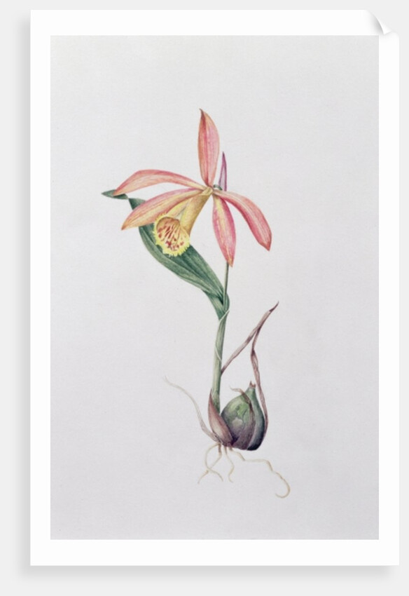 Pleione Zeus Wildstein by Mary Kenyon-Slaney