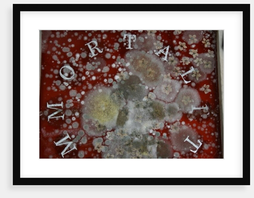 Immortality by Charlie Millar