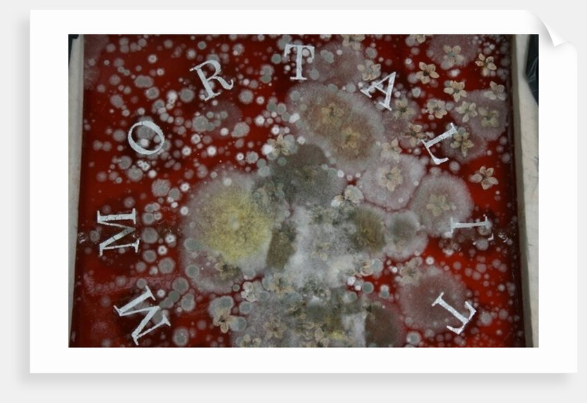 Immortality by Charlie Millar