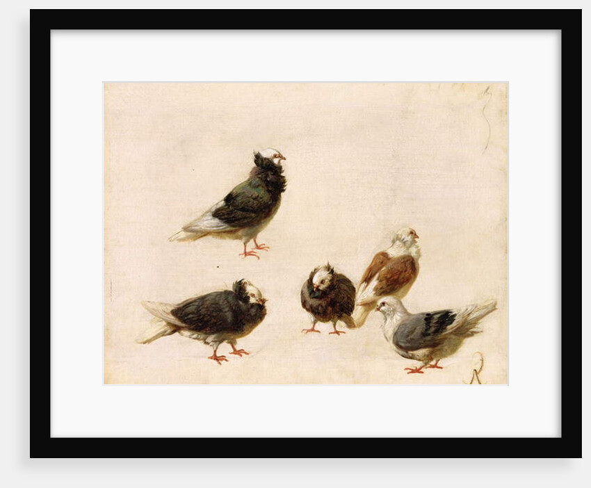 Pigeons, 1888 by Jose Ruiz Blasco