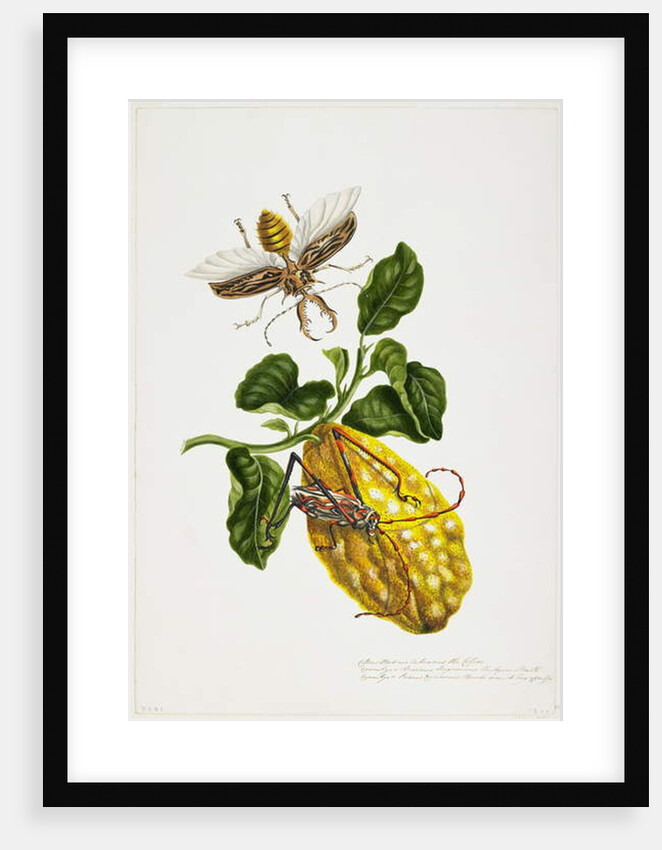 The Citron and Insects by Priscilla Susan Bury