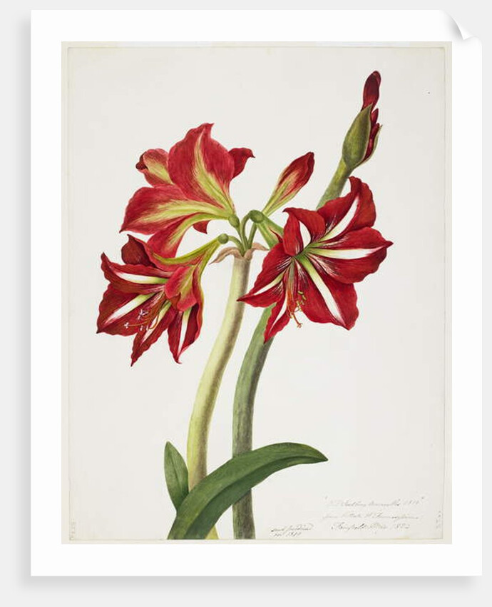 E.F. Seedling Amaryllus, May 1824 by Priscilla Susan Bury