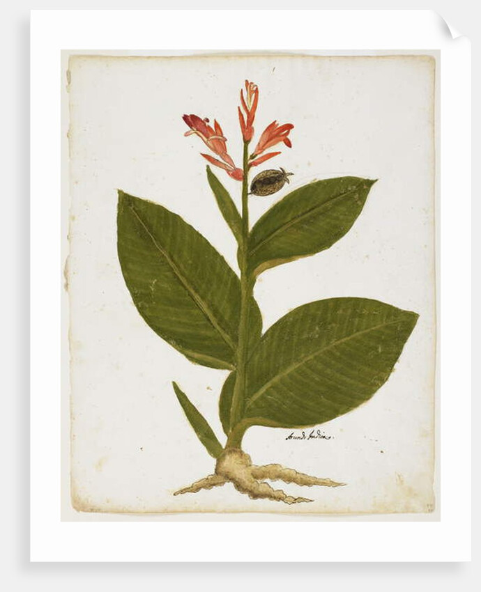 Indian Shot by Italian School