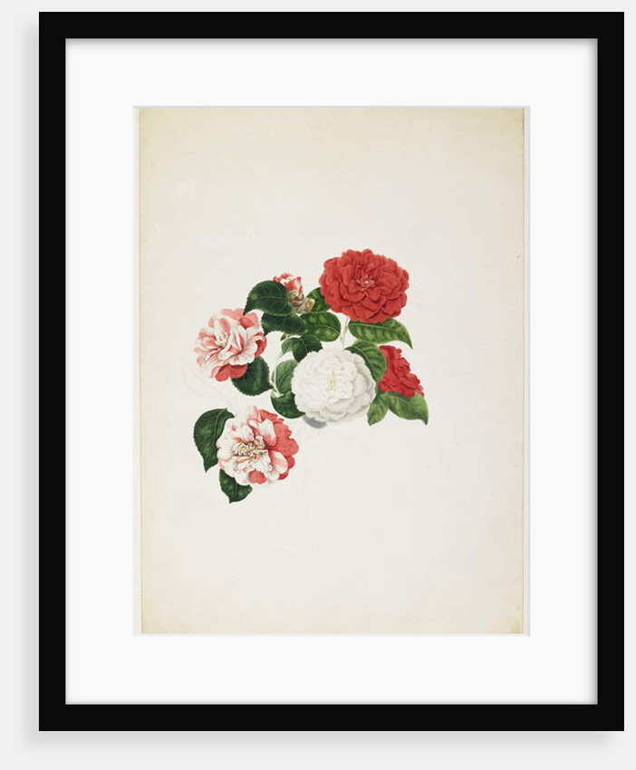 Common Camellias by Clara Maria Pope
