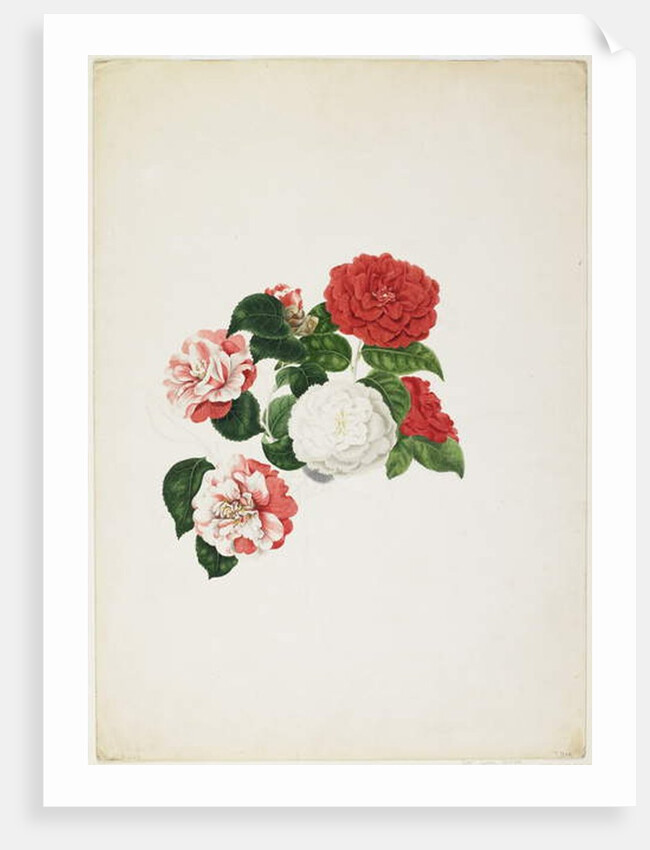 Common Camellias by Clara Maria Pope