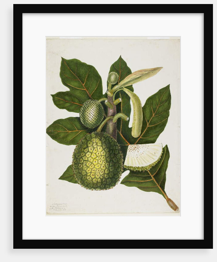 Artocarpus Incisa, December 1866 by Priscilla Susan Bury
