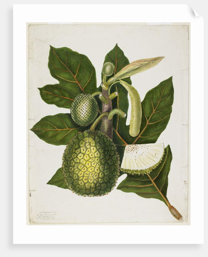 Artocarpus Incisa, December 1866 by Priscilla Susan Bury