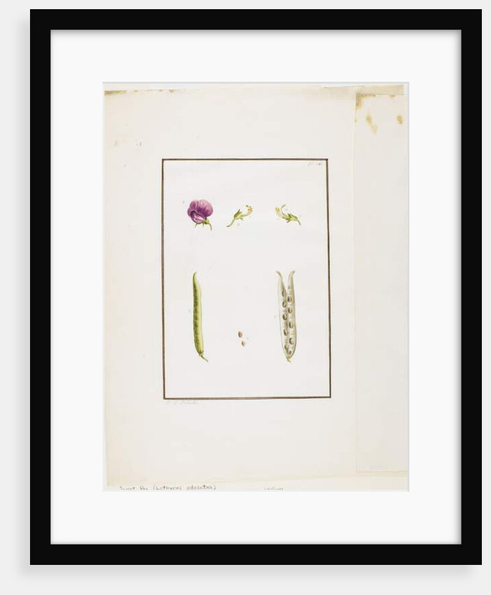 Botanical Dissection: Sweet Pea, c.1778-90 by Pierre Joseph Redouté