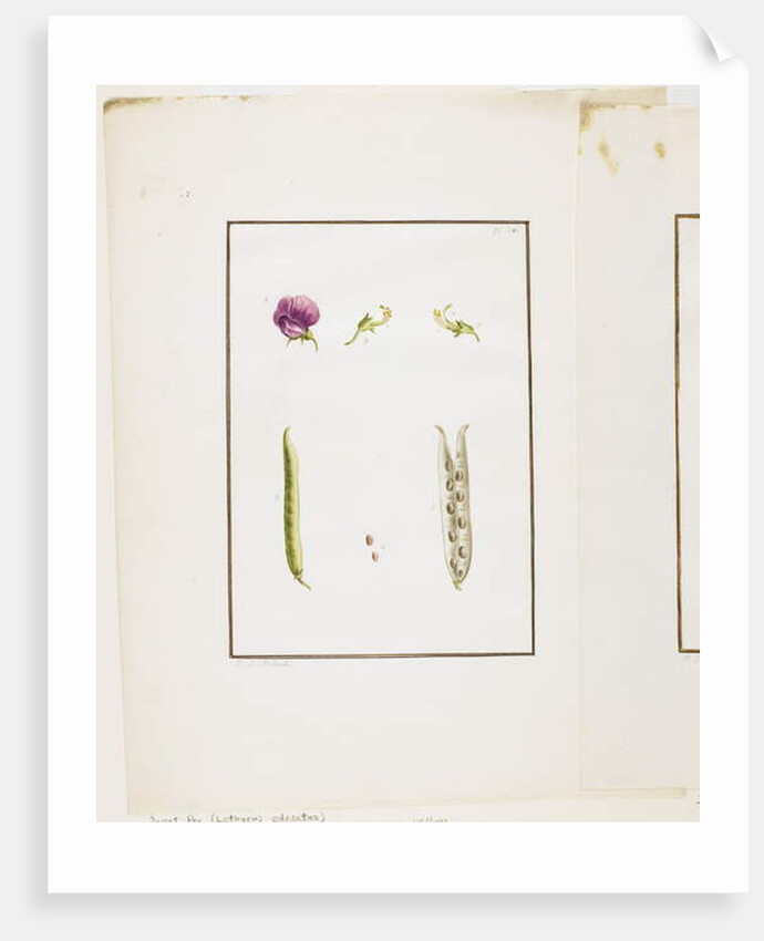 Botanical Dissection: Sweet Pea, c.1778-90 by Pierre Joseph Redouté