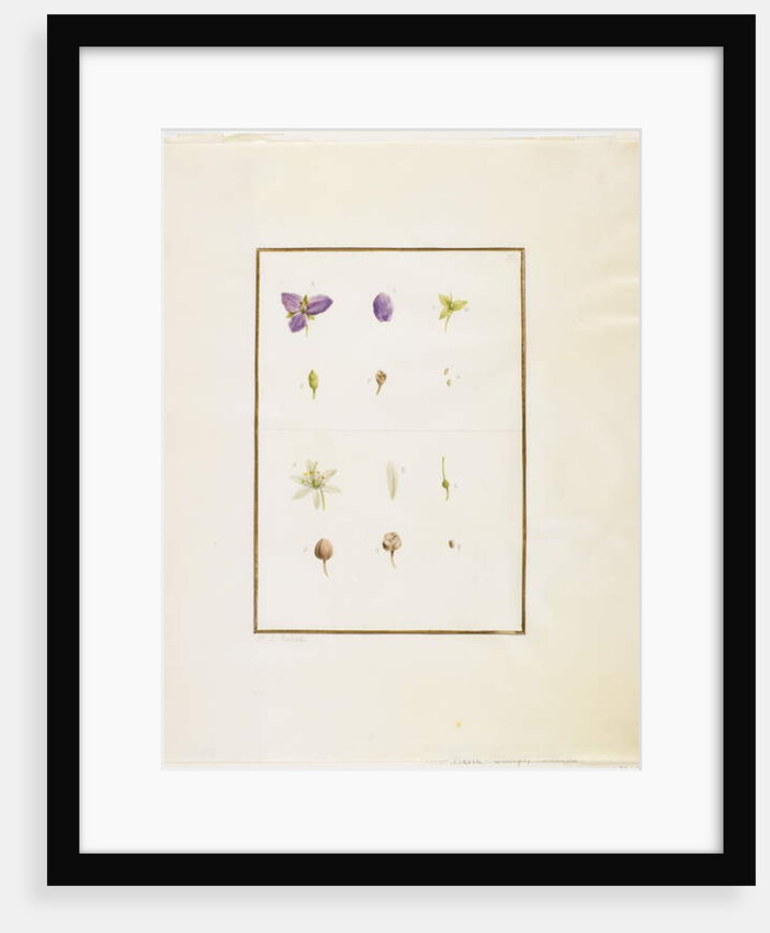 Botanical Dissection: Spiderwort and Senna, c.1778-90 by Pierre Joseph Redouté