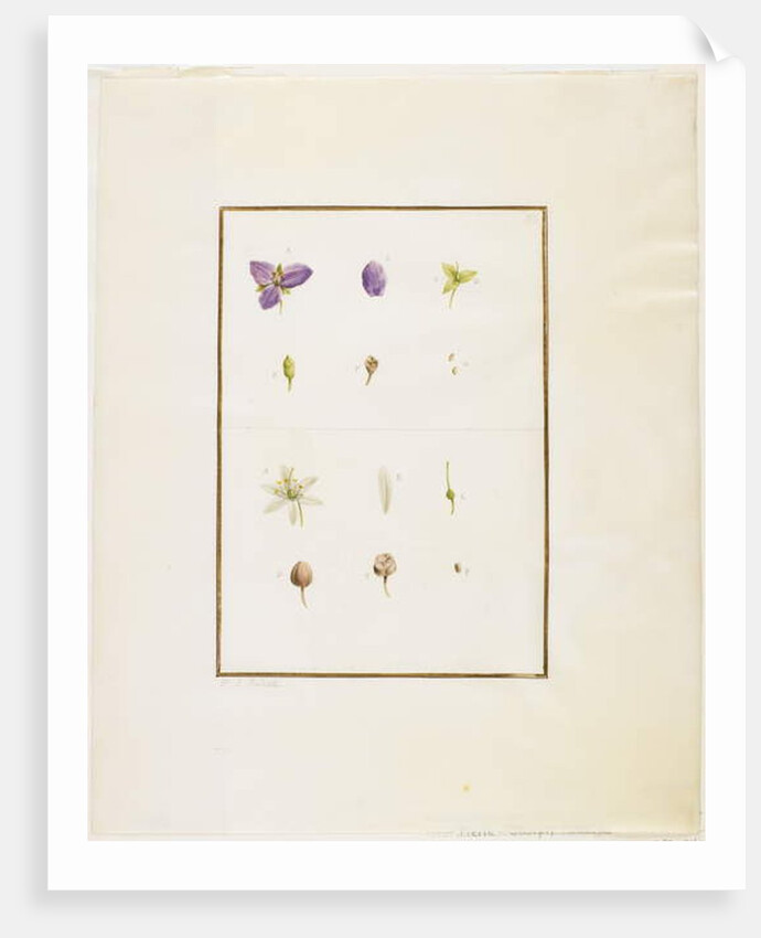 Botanical Dissection: Spiderwort and Senna, c.1778-90 by Pierre Joseph Redouté