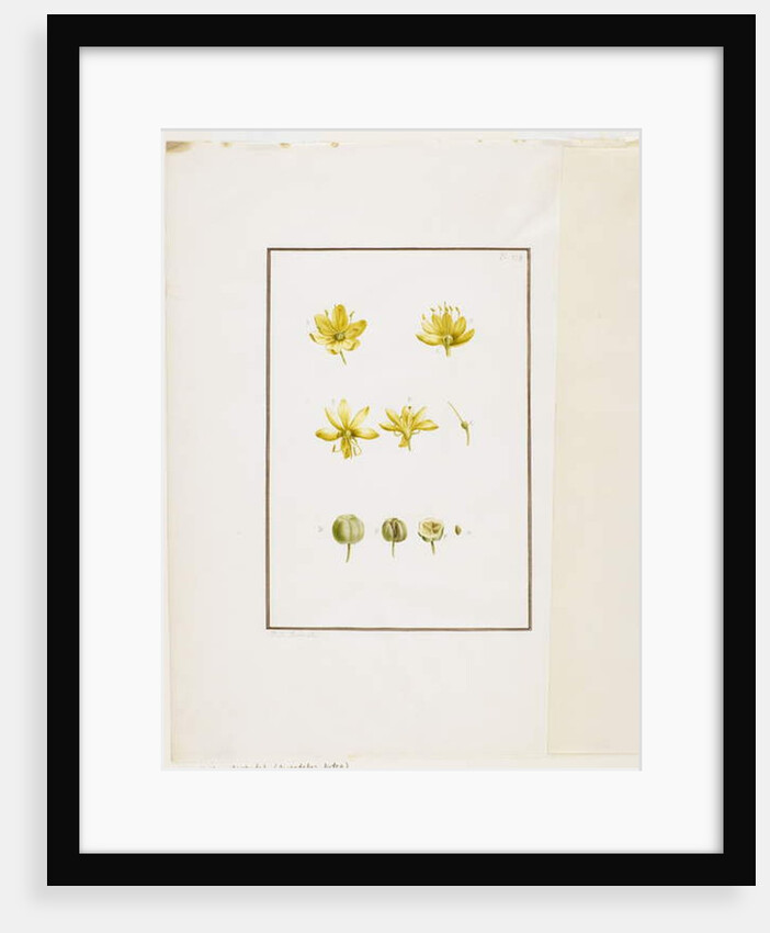 Botanical Dissection: Yellow Asphodel, c.1778-90 by Pierre Joseph Redouté