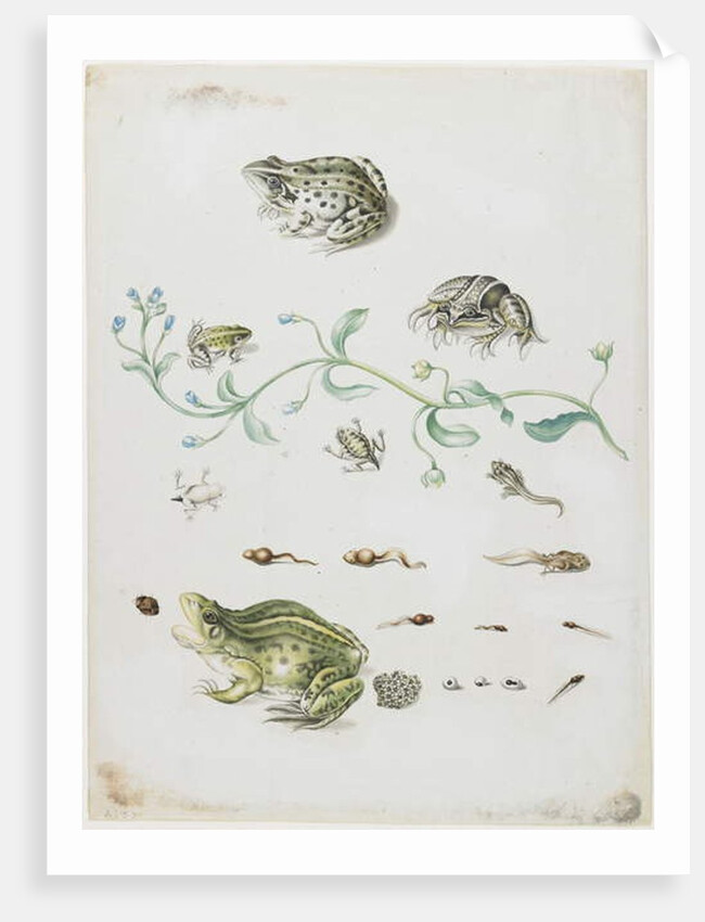 Metamorphosis of a Frog and Blue Flower by Maria Sibylla Graff Merian