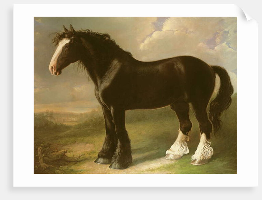 Old English Black Horse by William Shiels