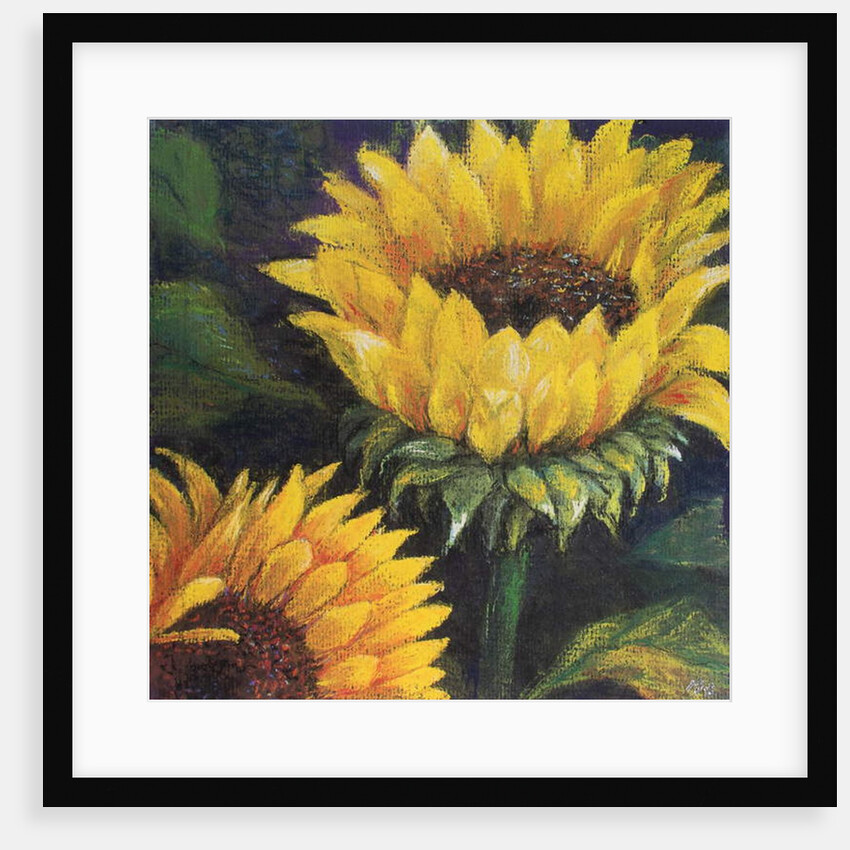 Sunflowers, 2016 by Margo Starkey