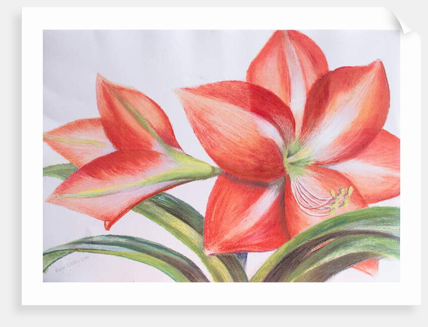 Variegated Lily, 2016 by Margo Starkey