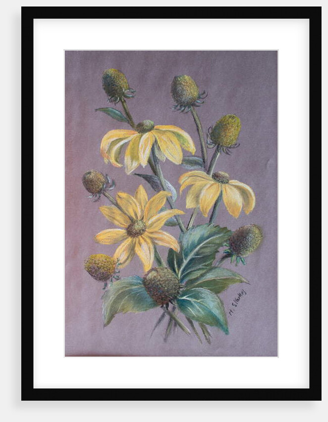 Rudbeckia, 2014 by Margo Starkey