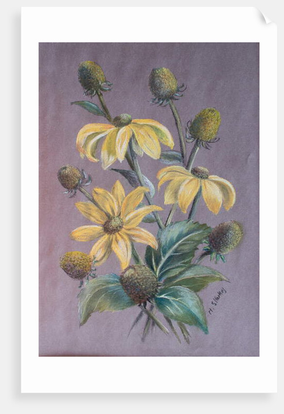 Rudbeckia, 2014 by Margo Starkey