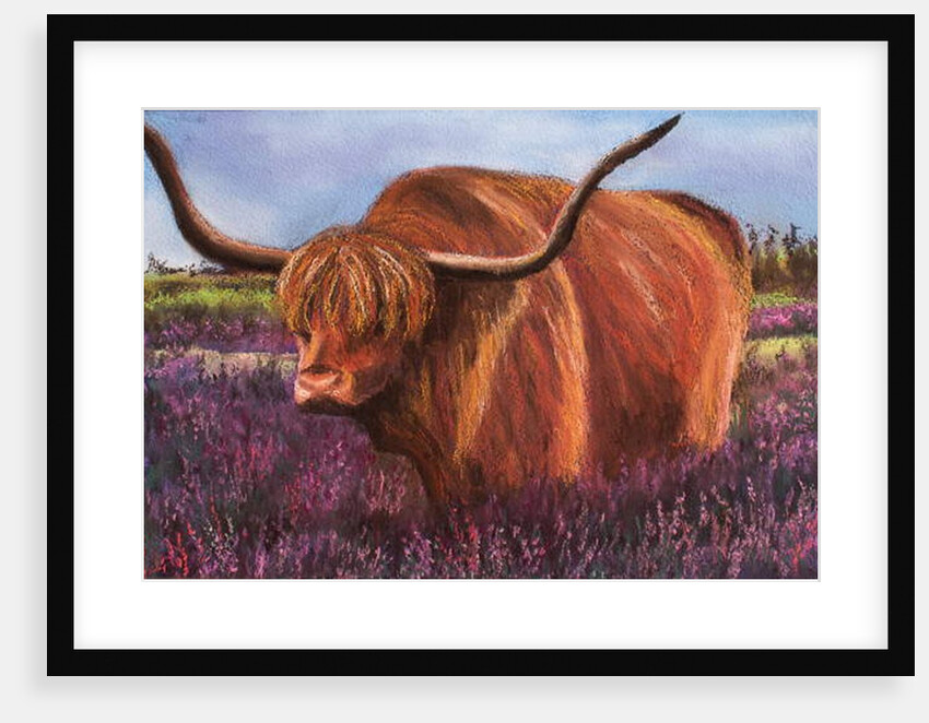 Highland Bull in Scotish Heather, 2018 by Margo Starkey
