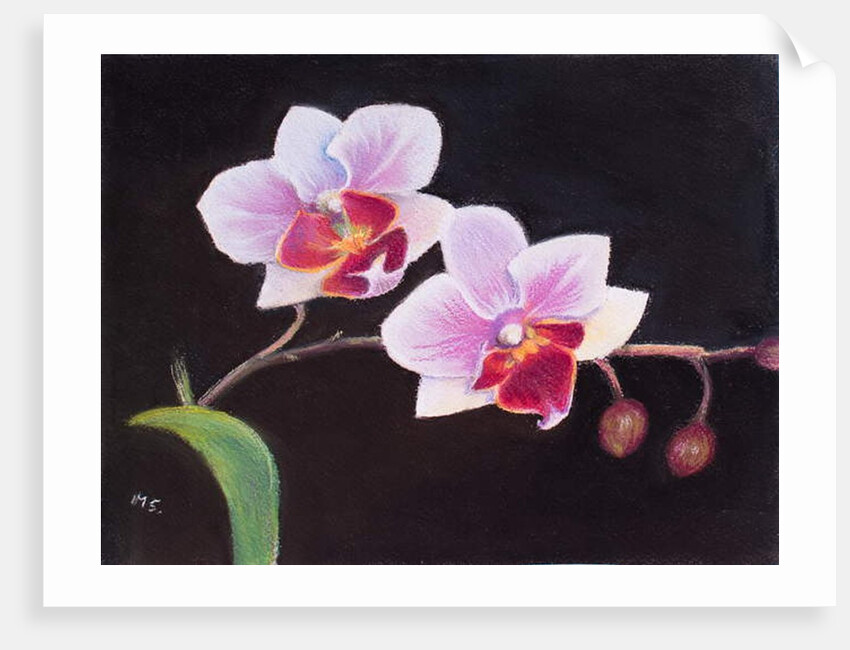 Orchid in my Bedroom, 2018 by Margo Starkey