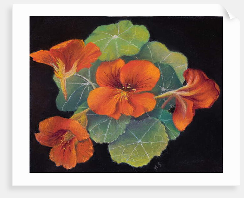 Nastursions by Margo Starkey