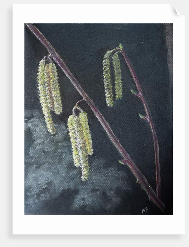 Catkins by Margo Starkey