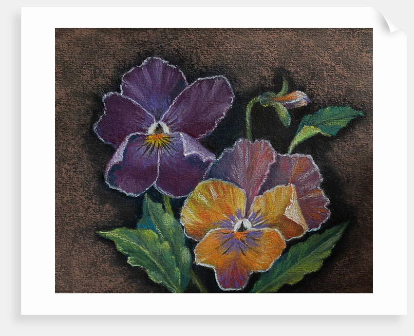 Three Pansies by Margo Starkey