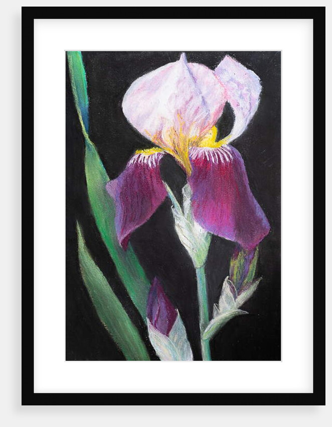 Iris from my garden by Margo Starkey