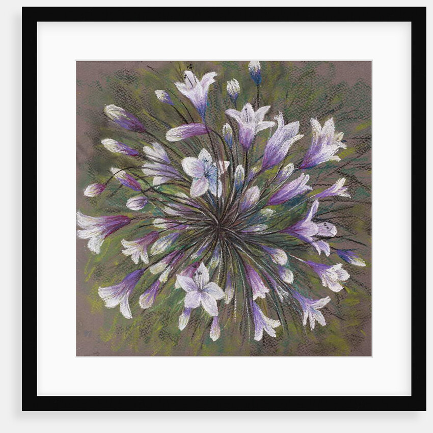 Agapanthus by Margo Starkey