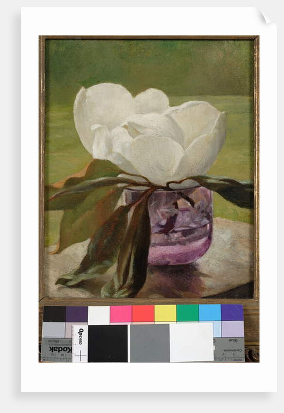 Magnolia Blossom by John La Farge or Lafarge