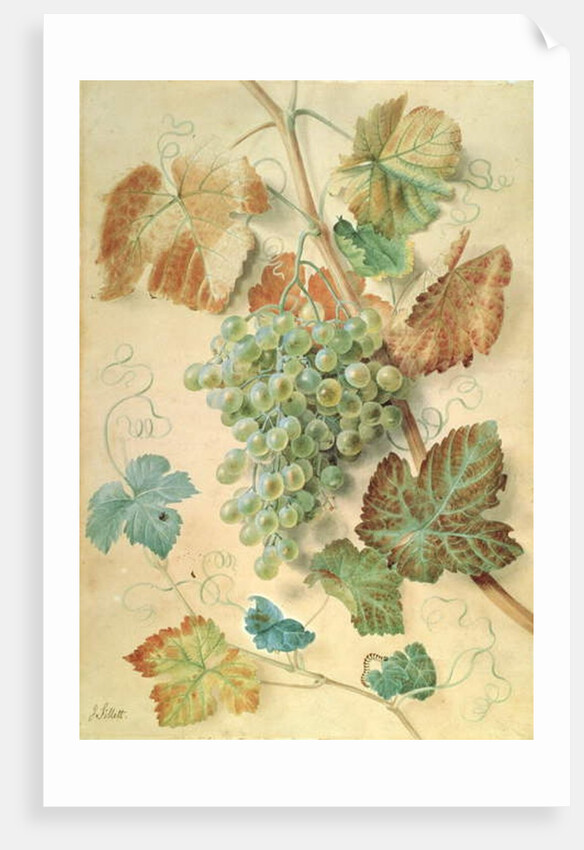 White Grapes by James Sillett