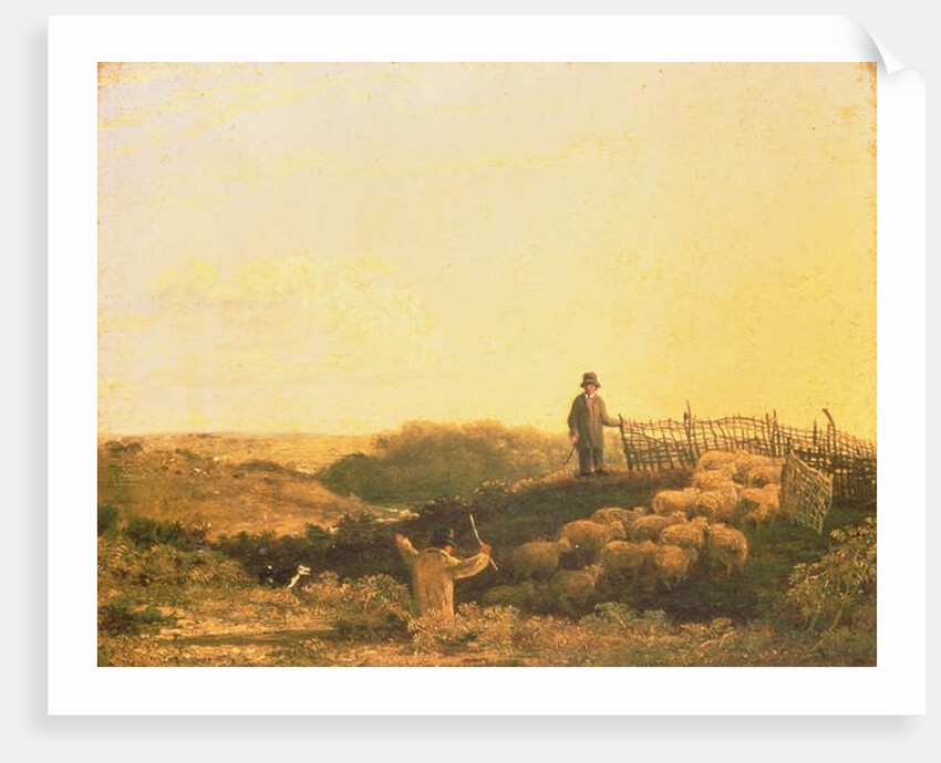 Penning the Flock by James Stark