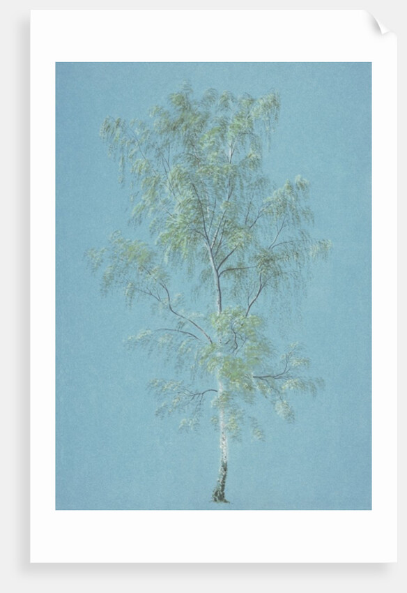 Birch tree by William Turner