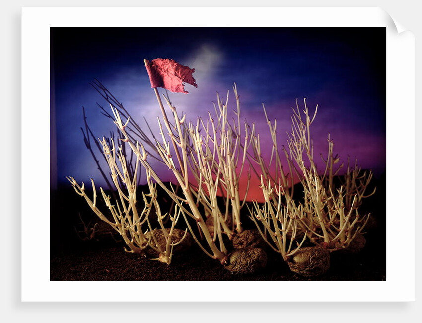 Battle for the potatoes, 1994 by Norman Hollands