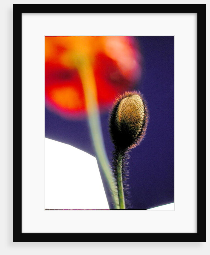 Poppy bud, 1996 by Norman Hollands