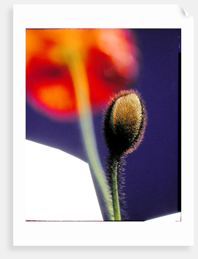 Poppy bud, 1996 by Norman Hollands