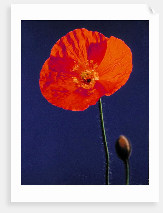 Poppy, 1996 by Norman Hollands