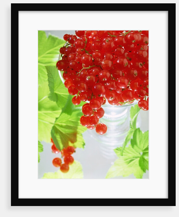 Redcurrants & leaves, 1996 by Norman Hollands