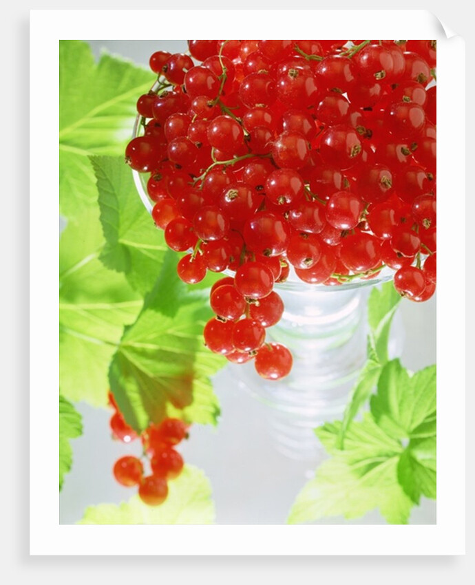 Redcurrants & leaves, 1996 by Norman Hollands