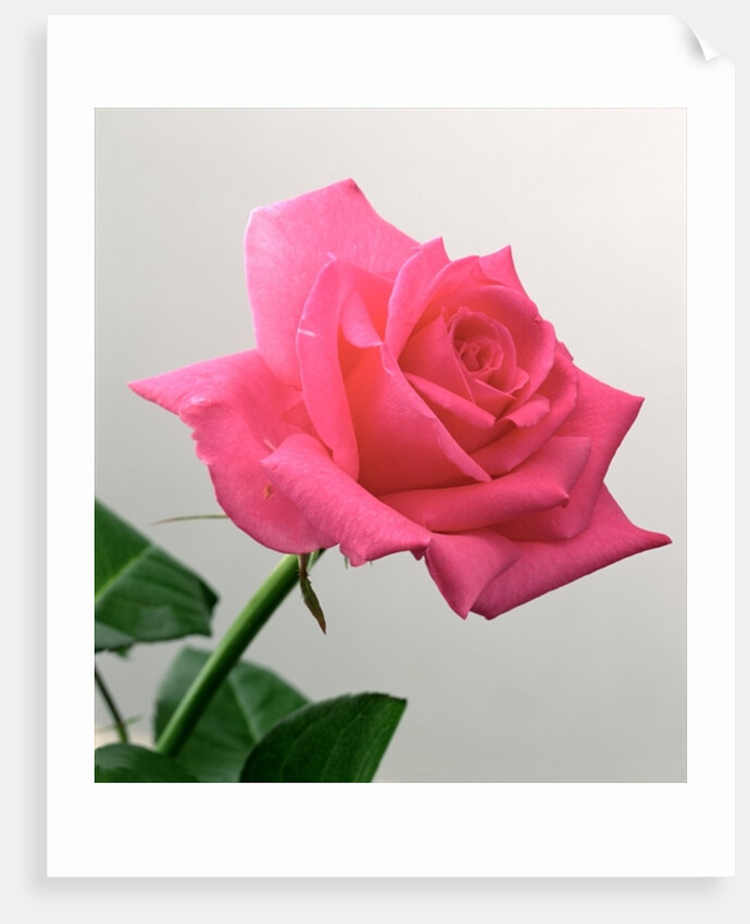 Pink Rose, 2005 by Norman Hollands