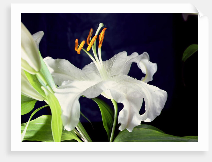 White lily, 1999 by Norman Hollands