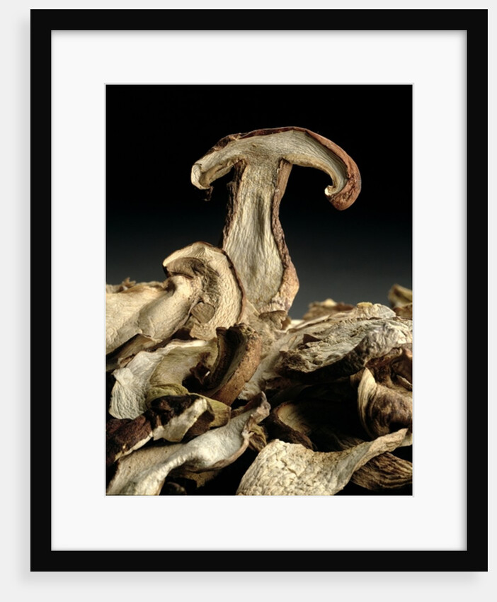 Porcini Mushrooms 'Golgotha', 1994 by Norman Hollands